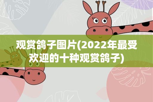 观赏鸽子图片(2022年最受欢迎的十种观赏鸽子)