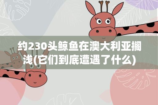 约230头鲸鱼在澳大利亚搁浅(它们到底遭遇了什么)