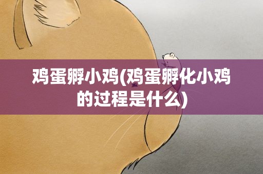 鸡蛋孵小鸡(鸡蛋孵化小鸡的过程是什么)
