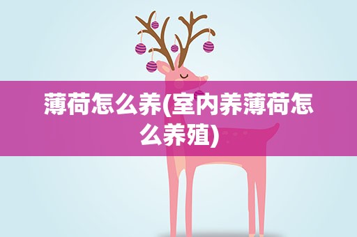 薄荷怎么养(室内养薄荷怎么养殖)