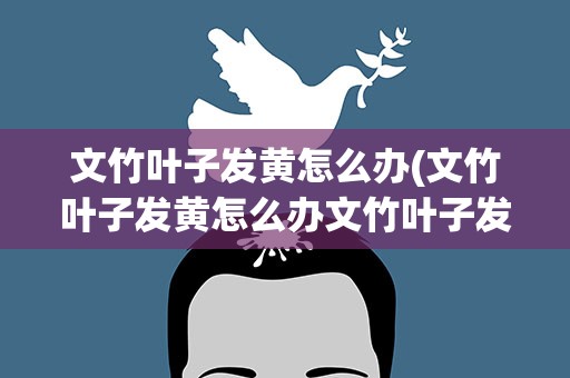 文竹叶子发黄怎么办(文竹叶子发黄怎么办文竹叶子发黄原因及解决方法)