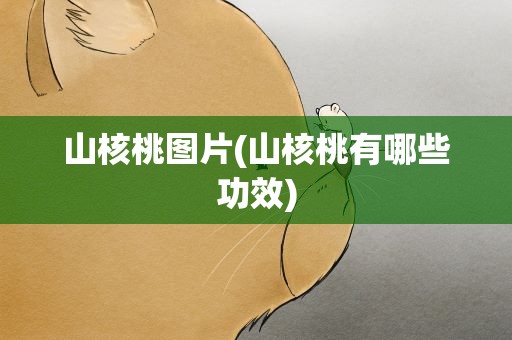 山核桃图片(山核桃有哪些功效)