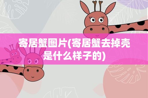寄居蟹图片(寄居蟹去掉壳是什么样子的)