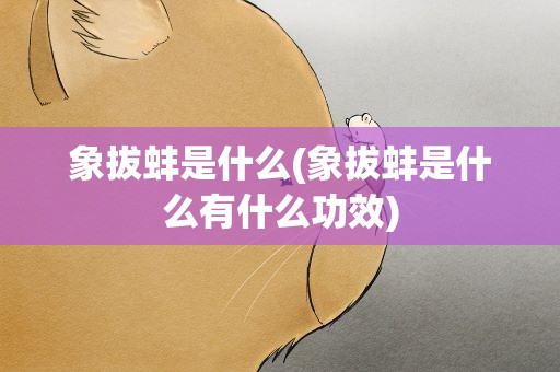 象拔蚌是什么(象拔蚌是什么有什么功效)