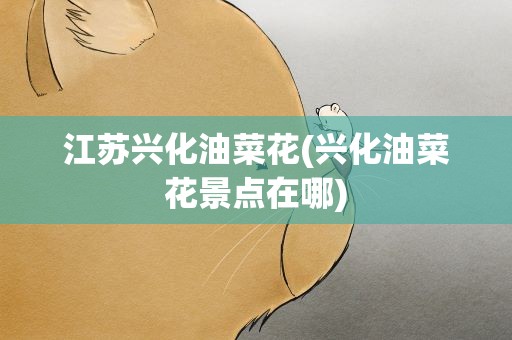 江苏兴化油菜花(兴化油菜花景点在哪)