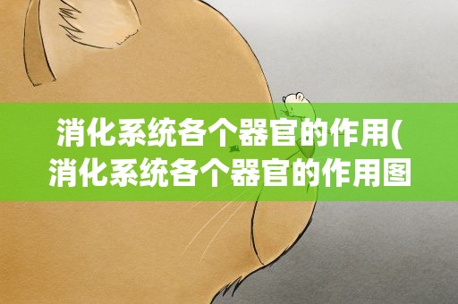 消化系统各个器官的作用(消化系统各个器官的作用图片)