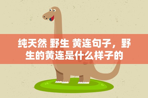 纯天然 野生 黄连句子，野生的黄连是什么样子的