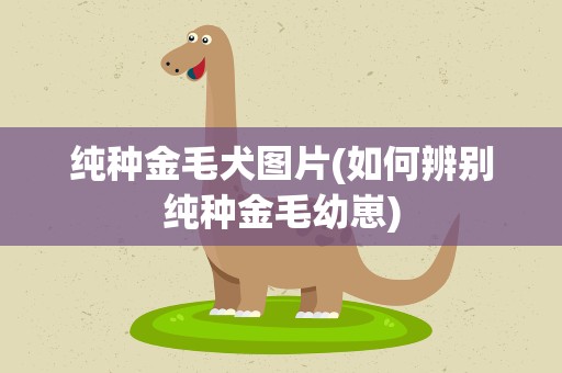 纯种金毛犬图片(如何辨别纯种金毛幼崽)