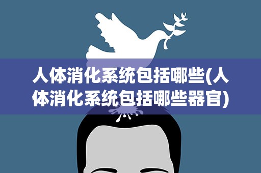 人体消化系统包括哪些(人体消化系统包括哪些器官)