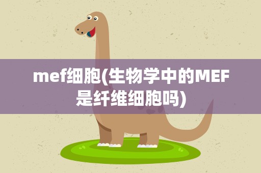 mef细胞(生物学中的MEF是纤维细胞吗)
