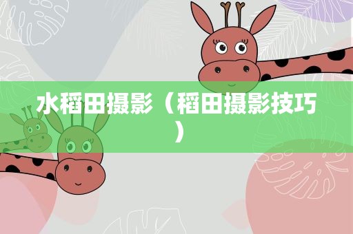 水稻田摄影（稻田摄影技巧）
