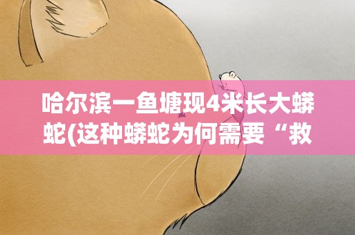 哈尔滨一鱼塘现4米长大蟒蛇(这种蟒蛇为何需要“救助”)