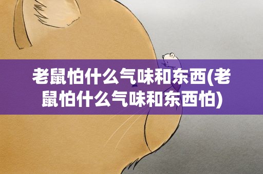 老鼠怕什么气味和东西(老鼠怕什么气味和东西怕)