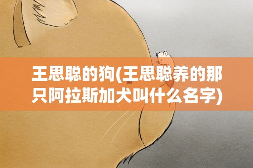 王思聪的狗(王思聪养的那只阿拉斯加犬叫什么名字)