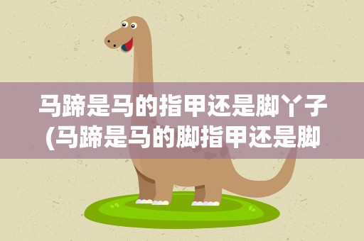 马蹄是马的指甲还是脚丫子(马蹄是马的脚指甲还是脚丫子)