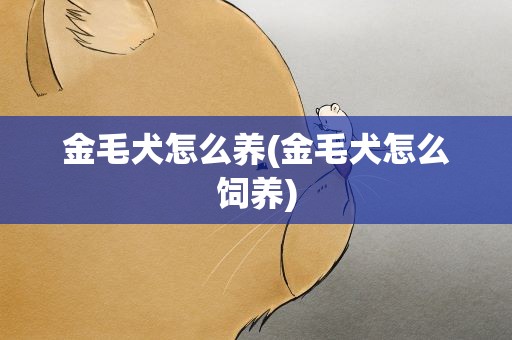金毛犬怎么养(金毛犬怎么饲养)