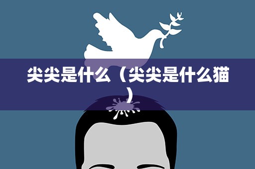 尖尖是什么（尖尖是什么猫）