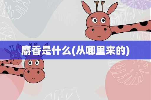 麝香是什么(从哪里来的)
