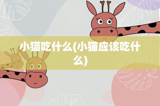 小猫吃什么(小猫应该吃什么)