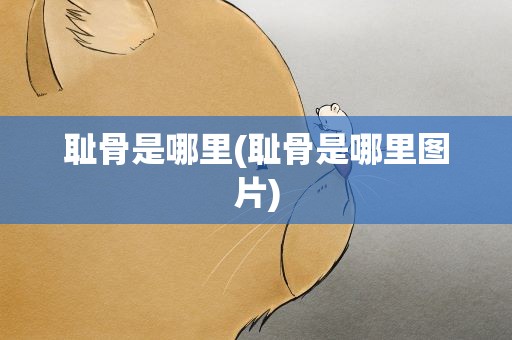 耻骨是哪里(耻骨是哪里图片)
