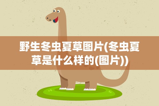 野生冬虫夏草图片(冬虫夏草是什么样的(图片))