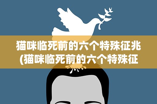 猫咪临死前的六个特殊征兆(猫咪临死前的六个特殊征兆有哪些)