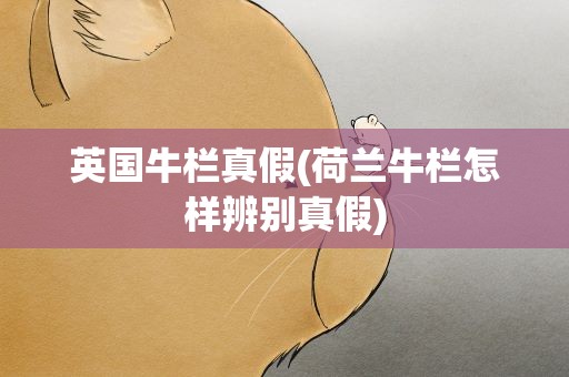 英国牛栏真假(荷兰牛栏怎样辨别真假)