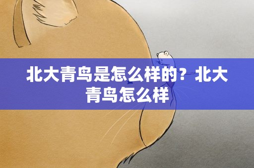 北大青鸟是怎么样的？北大青鸟怎么样
