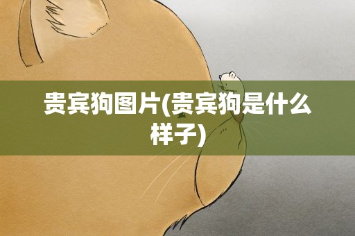 贵宾狗图片(贵宾狗是什么样子)