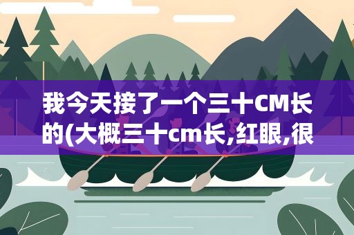 我今天接了一个三十CM长的(大概三十cm长,红眼,很凶,似鹰。)