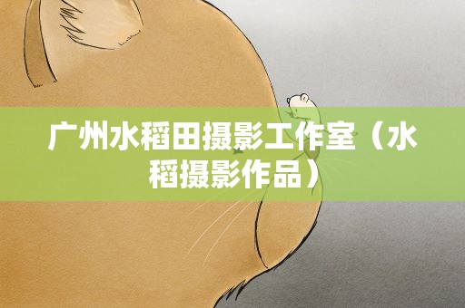 广州水稻田摄影工作室（水稻摄影作品）