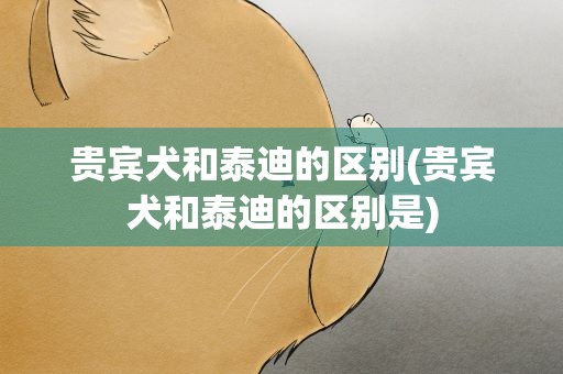 贵宾犬和泰迪的区别(贵宾犬和泰迪的区别是)