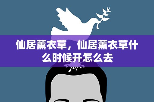仙居薰衣草，仙居薰衣草什么时候开怎么去