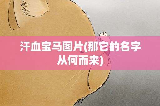 汗血宝马图片(那它的名字从何而来)