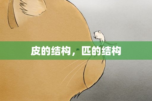 皮的结构，匹的结构