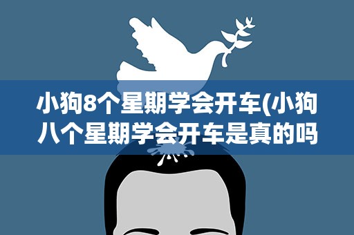 小狗8个星期学会开车(小狗八个星期学会开车是真的吗)