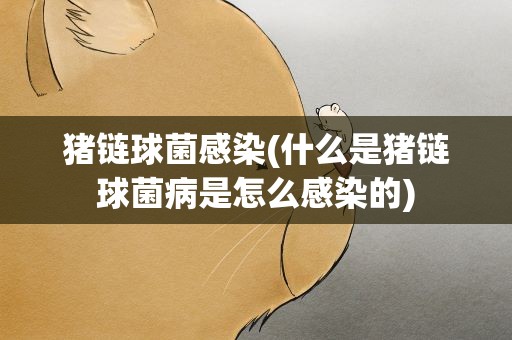 猪链球菌感染(什么是猪链球菌病是怎么感染的)