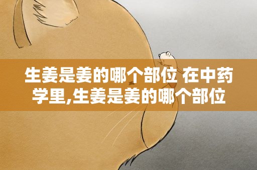生姜是姜的哪个部位 在中药学里,生姜是姜的哪个部位