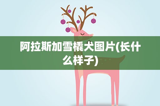 阿拉斯加雪橇犬图片(长什么样子)