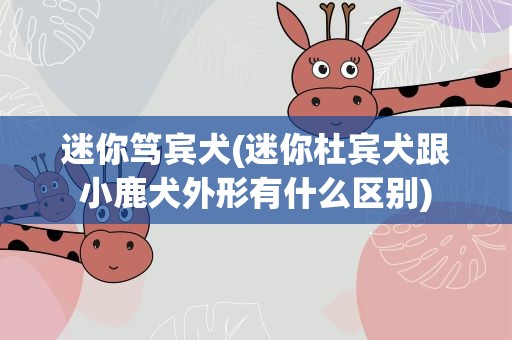 迷你笃宾犬(迷你杜宾犬跟小鹿犬外形有什么区别)