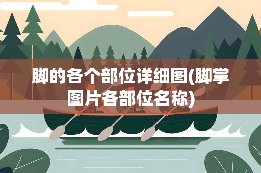 脚的各个部位详细图(脚掌图片各部位名称)