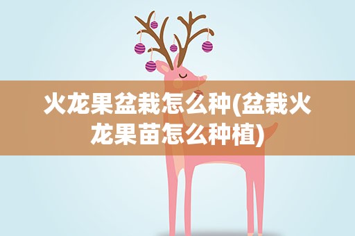 火龙果盆栽怎么种(盆栽火龙果苗怎么种植)