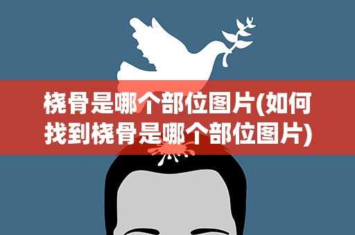 桡骨是哪个部位图片(如何找到桡骨是哪个部位图片)