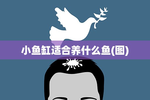 小鱼缸适合养什么鱼(图)