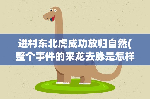 进村东北虎成功放归自然(整个事件的来龙去脉是怎样的)