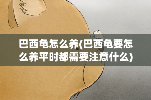 巴西龟怎么养(巴西龟要怎么养平时都需要注意什么)