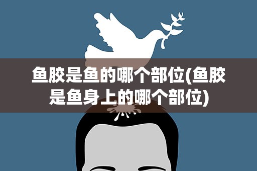 鱼胶是鱼的哪个部位(鱼胶是鱼身上的哪个部位)