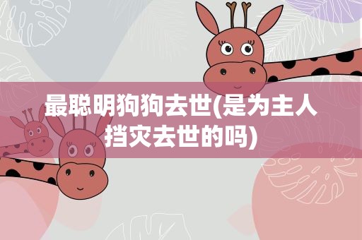最聪明狗狗去世(是为主人挡灾去世的吗)