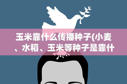 玉米靠什么传播种子(小麦、水稻、玉米等种子是靠什么来传播的)