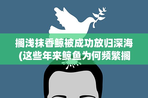 搁浅抹香鲸被成功放归深海(这些年来鲸鱼为何频繁搁浅)